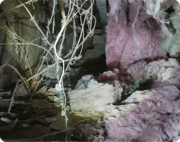 Attic insulation removal in progress